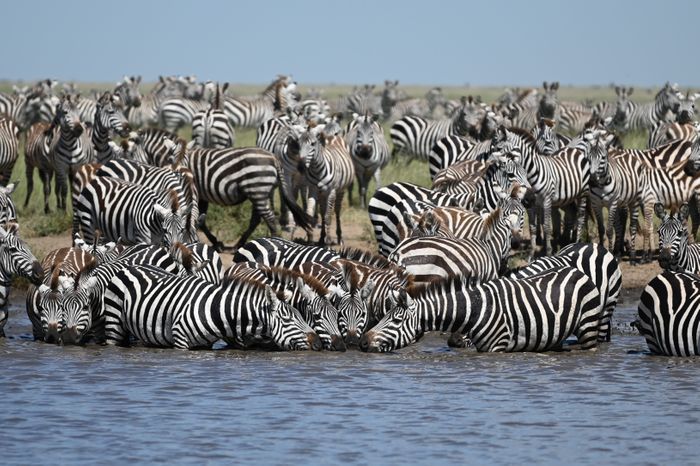 9 Day Tanzania Wildlife Safari
