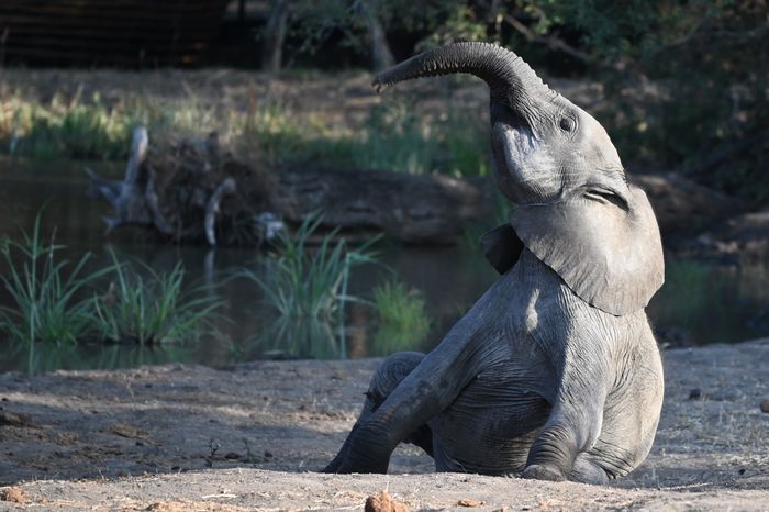 9 Day south africa Wildlife Safari