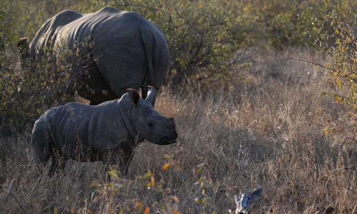 9 Day south africa Wildlife Safari