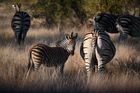 9 Day south africa Wildlife Safari