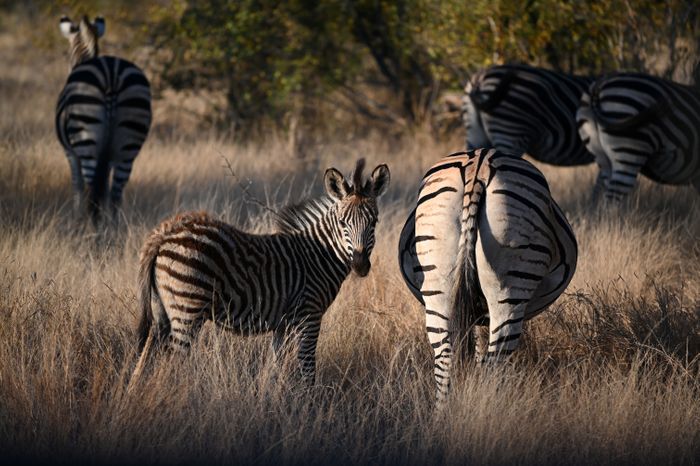 9 Day south africa Wildlife Safari
