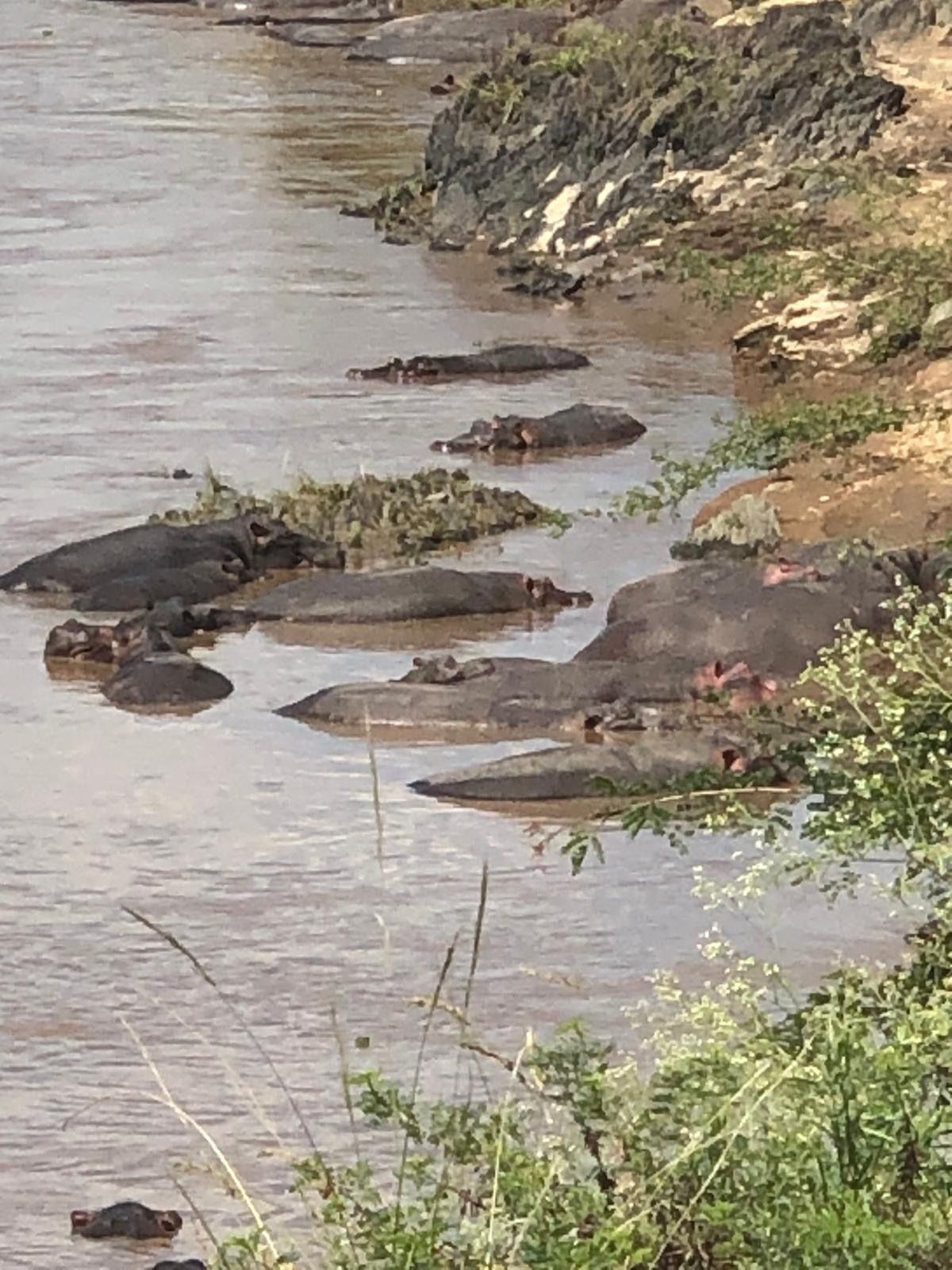 Safaris