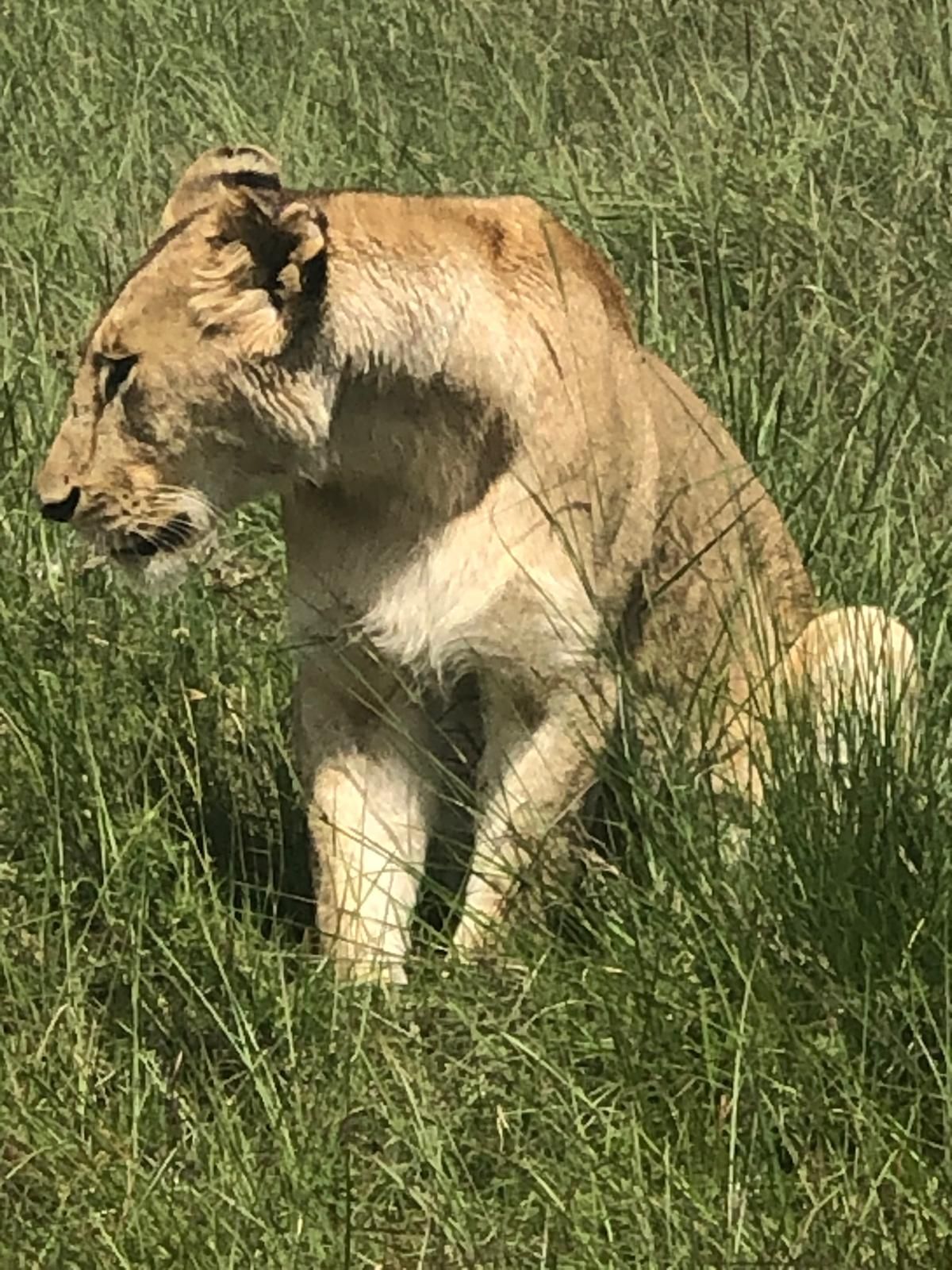 Safaris