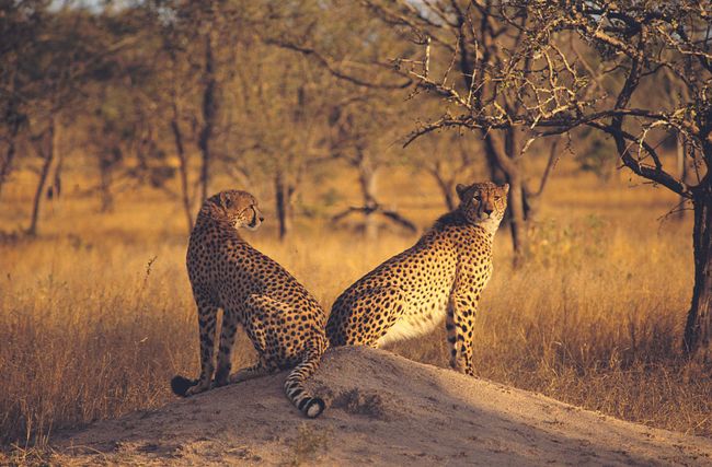 12 Weeks Accra to Cape Town