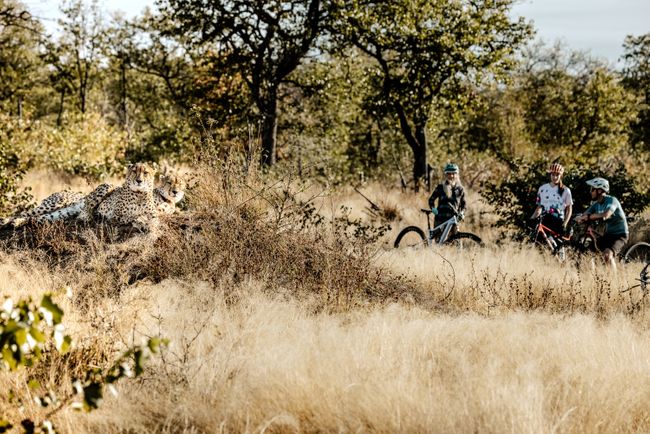 South Africa Cycle Safari