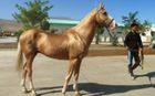 AHALTEKE HORSE