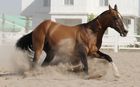 AHALTEKE HORSE