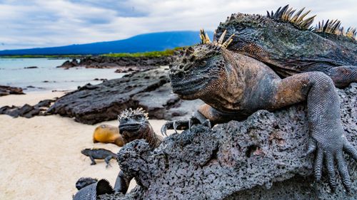 Galapagos. Experience Nature.