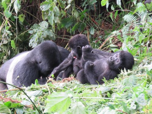 Gorilla Tracking with Venture Uganda