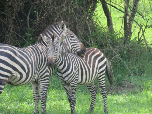 See impala and zebra and a Venture Uganda safari