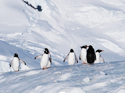 Expedition Antarctica