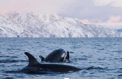 Whales & Northern Light in Northern Norway