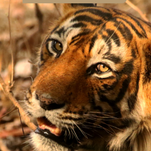 MYSTERIES OF INDIA: WILD EXPERIENCES