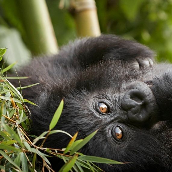 Gorilla Trekking in Uganda