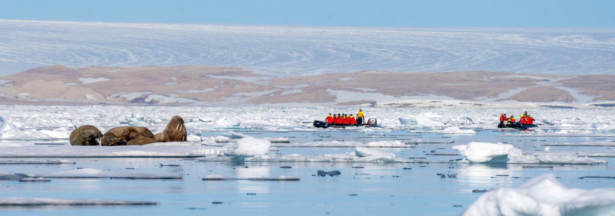 Svalbard_Walruses_HX_Photo_Martin_Barreiro