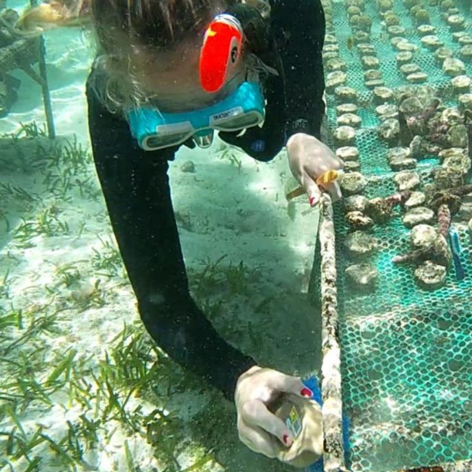South Africa marine preservation