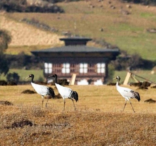 Bhutan crane festival