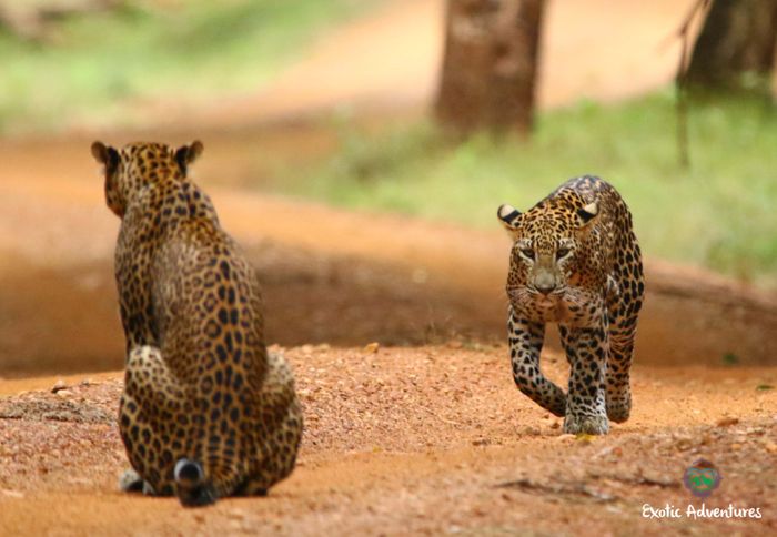 Sri Lanka Wildlife Tours