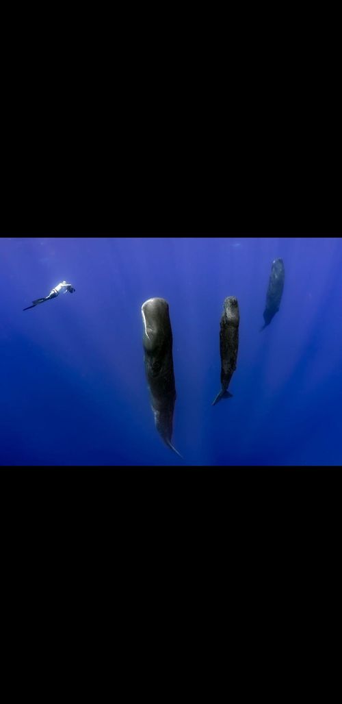 Swimming with Sperm Whales in Dominica