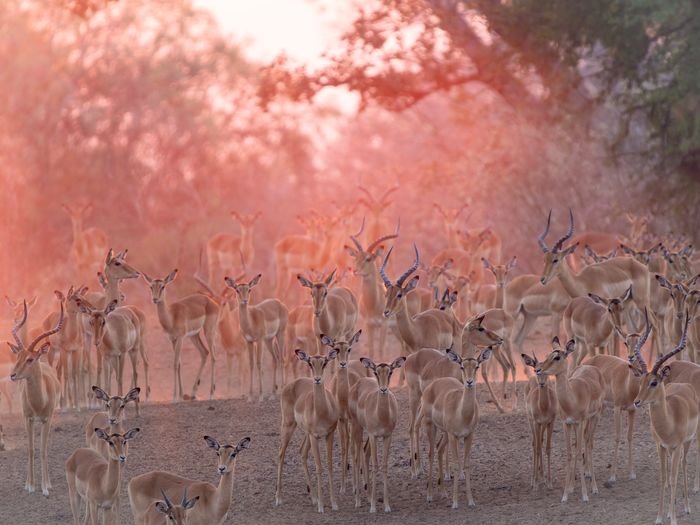 Self-Drive 4x4 Safaris