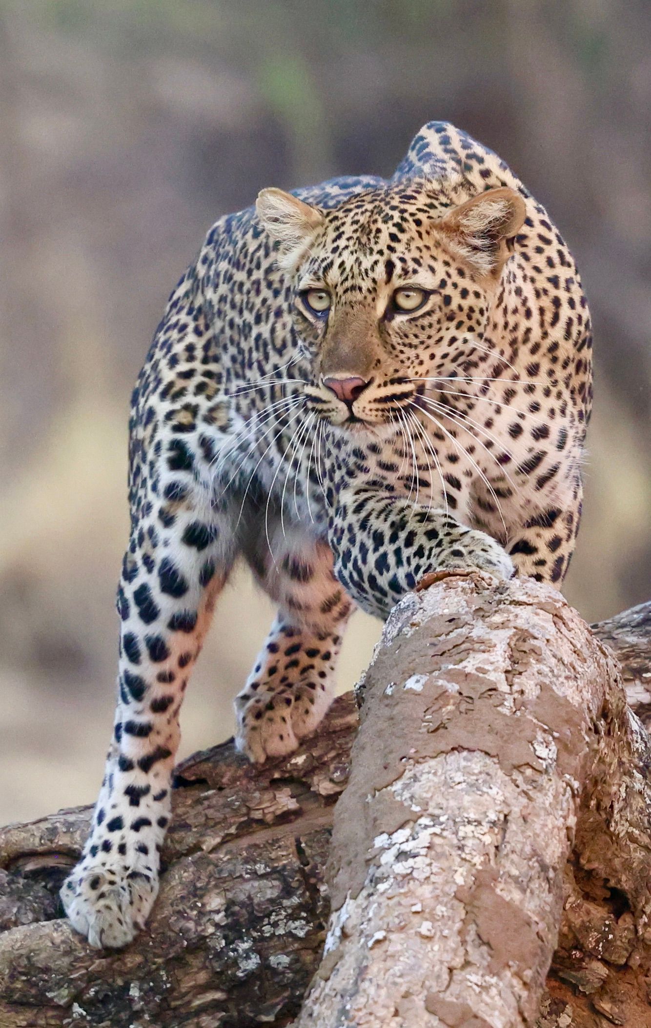 Extraordinary Wildlife Journeys