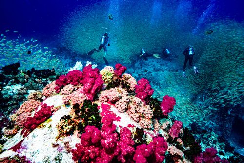 Diving in Seychelles