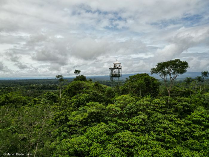 Birdwatching above the canopy in Costa Rica