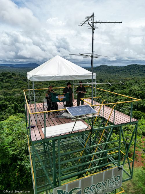 Birdwatching above the canopy in Costa Rica