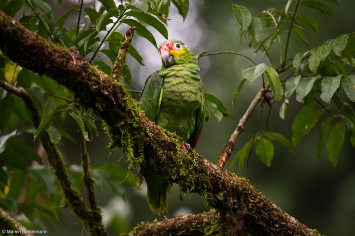Birdwatching above the canopy in Costa Rica