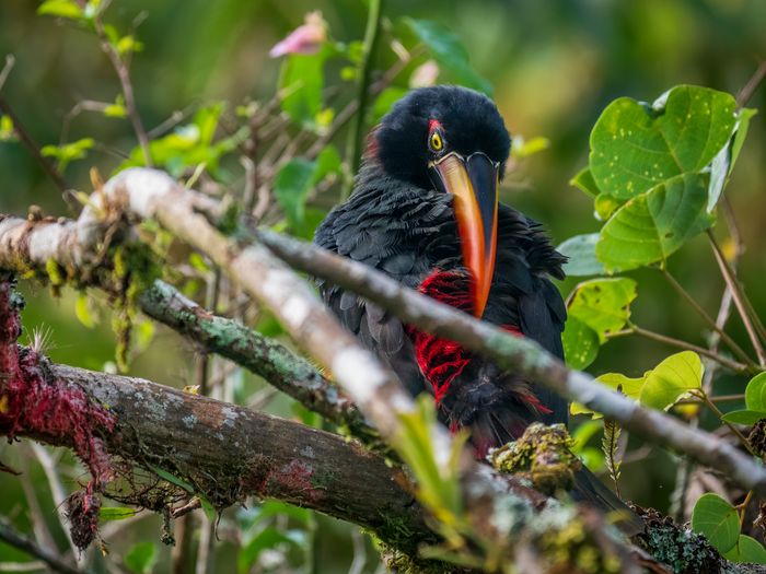 Explore the Montane Cloud forests of Costa Rica