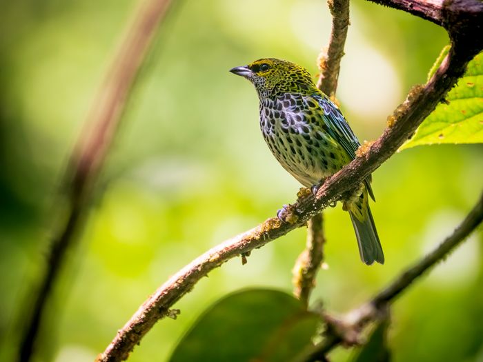 Explore the Montane Cloud forests of Costa Rica