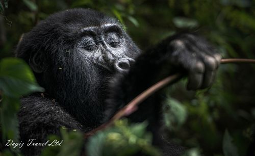 Explore Uganda the Pearl of Africa