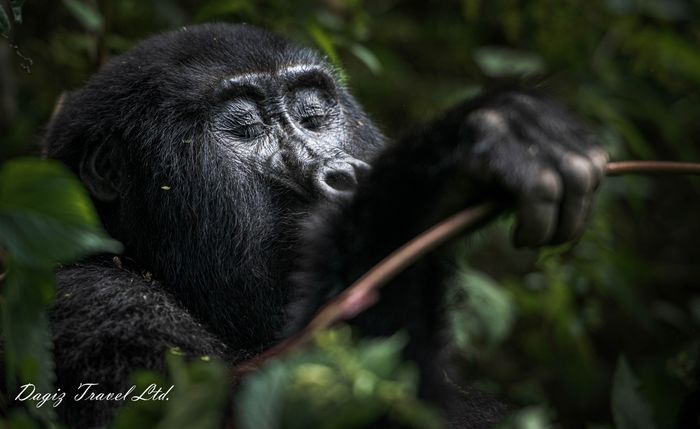 Explore Uganda the Pearl of Africa