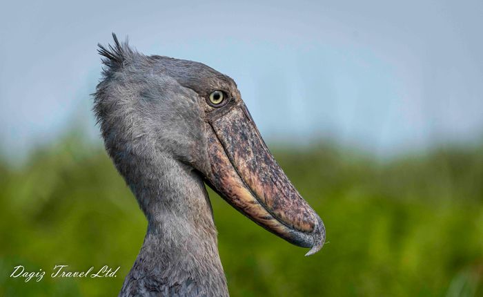 Explore Uganda the Pearl of Africa