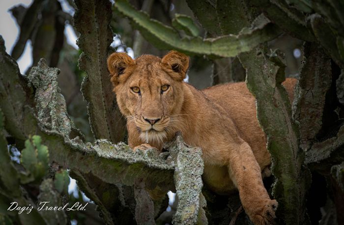 Explore Uganda the Pearl of Africa