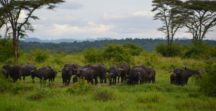 Slow cycling safaris