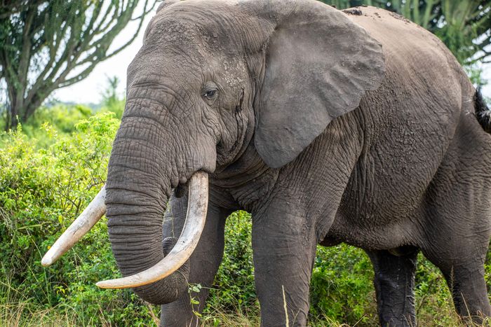 Slow cycling safaris