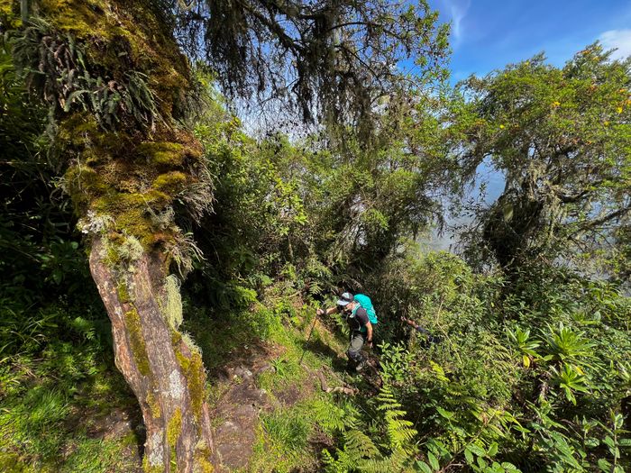 Hiking tours: gorillas and dormant volcanoes