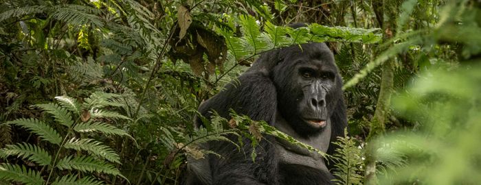 Hiking tours: gorillas and dormant volcanoes