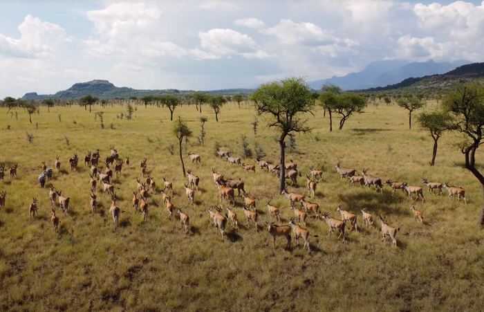 Walking Safari among the Big Five (Uganda)