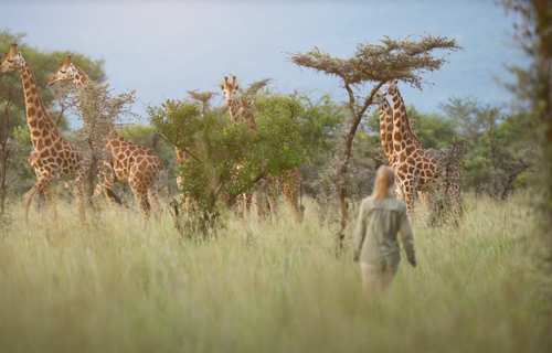 Walking Wildlife Safaris