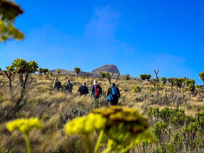 Hiking the Giant Volcanoes of Uganda