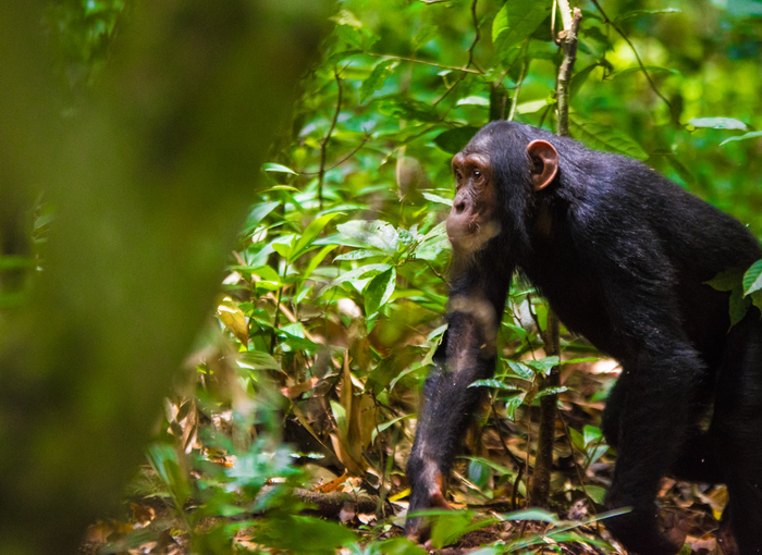 The Unforgettable Primate Experience in the Pearl of Africa