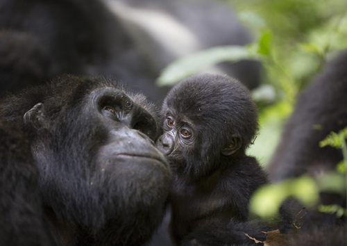 The Unforgettable Primate Experience in the Pearl of Africa