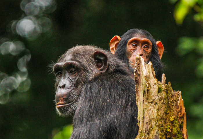 The Unforgettable Primate Experience in the Pearl of Africa