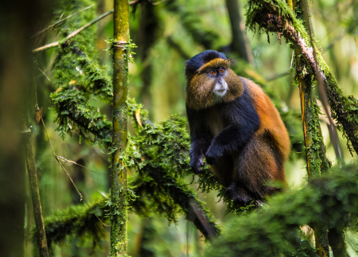 The Unforgettable Primate Experience in the Pearl of Africa