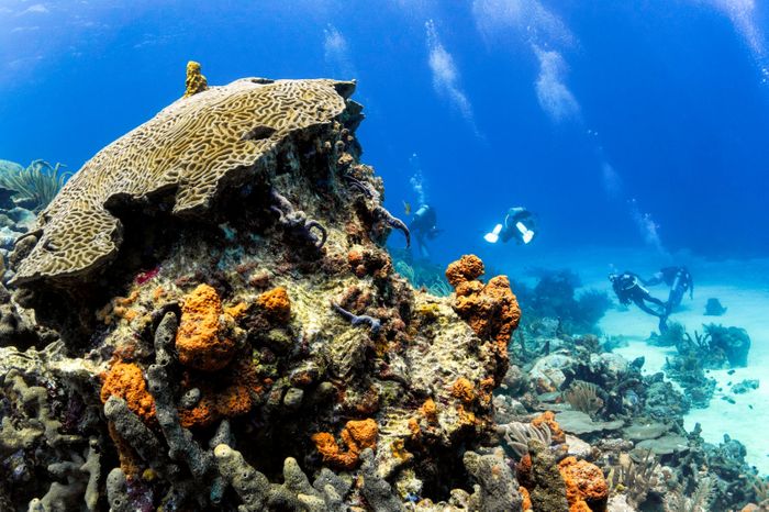 Tobago, perfect for any adventure.