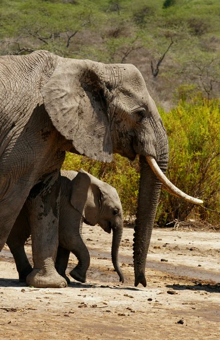 Safari State of Mind