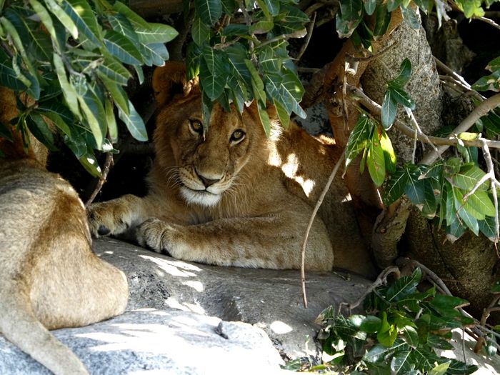 Safari State of Mind