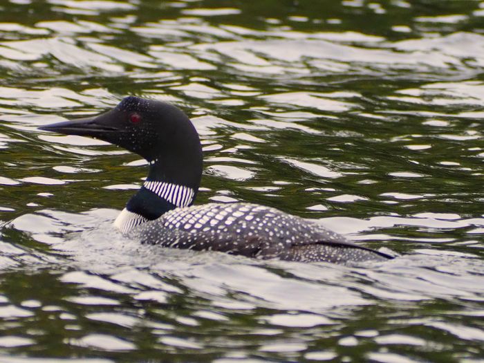 Algonquin Canoe Expedition